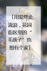 用爱终止流浪，花园街区里的“毛孩子”也想有个家