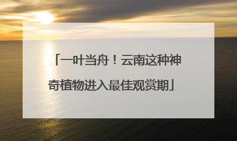 一叶当舟！云南这种神奇植物进入最佳观赏期