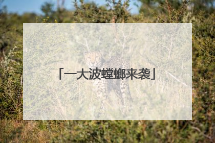 一大波螳螂来袭