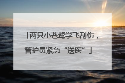 两只小苍鹭学飞刮伤，管护员紧急“送医”
