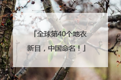 全球第40个地衣新目，中国命名！