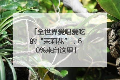 全世界爱唱爱吃的“茉莉花”，60%来自这里