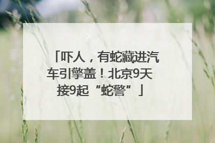 吓人，有蛇藏进汽车引擎盖！北京9天接9起“蛇警”