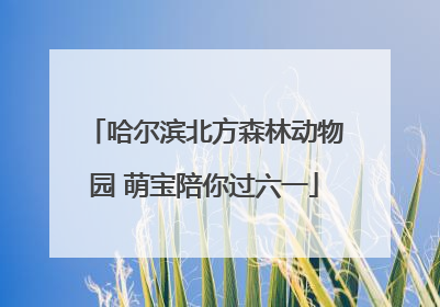 哈尔滨北方森林动物园 萌宝陪你过六一