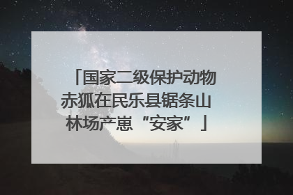 国家二级保护动物赤狐在民乐县锯条山林场产崽“安家”