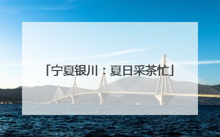 宁夏银川：夏日采茶忙