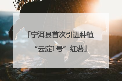 宁洱县首次引进种植“云淀1号”红薯