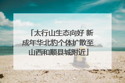 太行山生态向好 新成年华北豹个体扩散至山西和顺县城附近