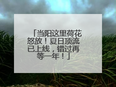 当阳这里荷花怒放！夏日顶流已上线，错过再等一年！