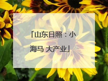 山东日照：小海马 大产业