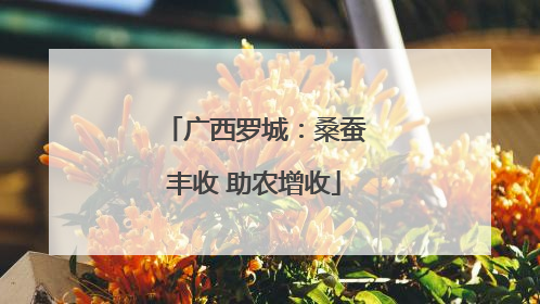 广西罗城：桑蚕丰收 助农增收
