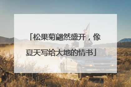 松果菊翩然盛开，像夏天写给大地的情书