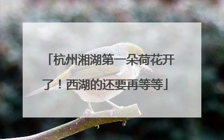 杭州湘湖第一朵荷花开了！西湖的还要再等等