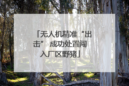 无人机精准“出击” 成功处置闯入厂区野猪