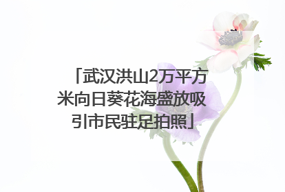 武汉洪山2万平方米向日葵花海盛放吸引市民驻足拍照