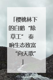 樱桃林下的白鹅“除草工” 奏响生态致富“向天歌”