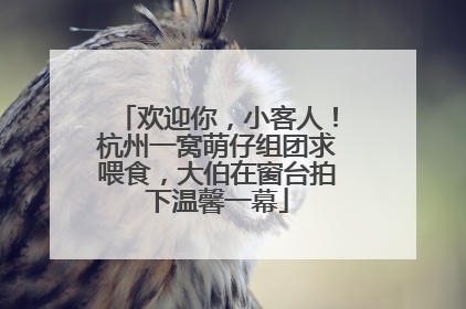 欢迎你，小客人！杭州一窝萌仔组团求喂食，大伯在窗台拍下温馨一幕