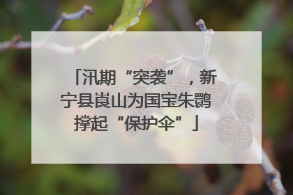 汛期“突袭”，新宁县崀山为国宝朱鹮撑起“保护伞”
