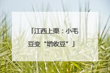 江西上栗：小毛豆变“增收豆”
