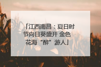 江西南昌：夏日时节向日葵盛开 金色花海“醉”游人