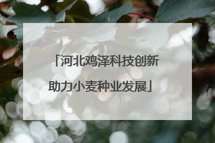 河北鸡泽科技创新助力小麦种业发展