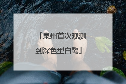 泉州首次观测到深色型白鹭