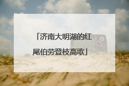 济南大明湖的红尾伯劳登枝高歌