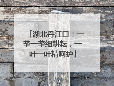 湖北丹江口：一垄一垄细耕耘，一叶一叶精呵护