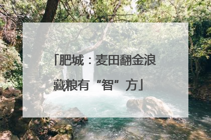肥城：麦田翻金浪藏粮有“智”方