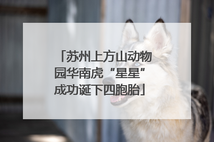 苏州上方山动物园华南虎“星星”成功诞下四胞胎