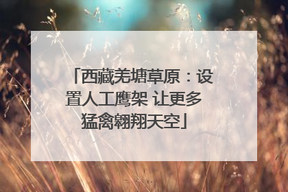 西藏羌塘草原：设置人工鹰架 让更多猛禽翱翔天空