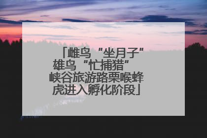 雌鸟“坐月子”雄鸟“忙捕猎” 峡谷旅游路栗喉蜂虎进入孵化阶段